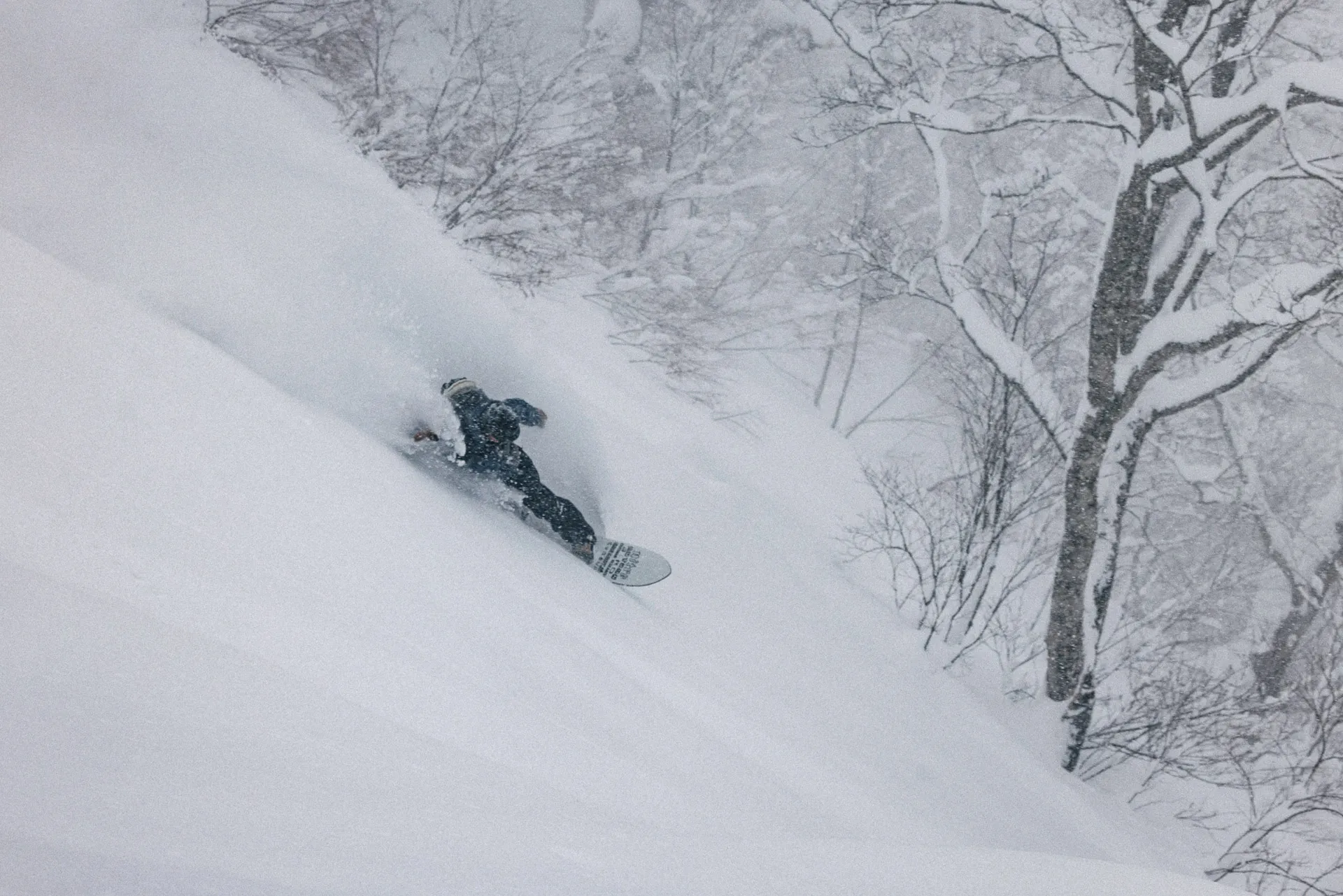 Freeride in neve fresca tra gli alberi